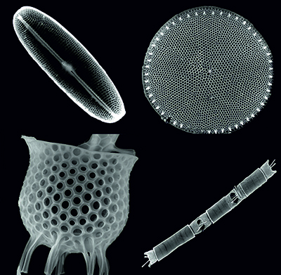 Four species of Diatoms. Copyright Kyla Orr